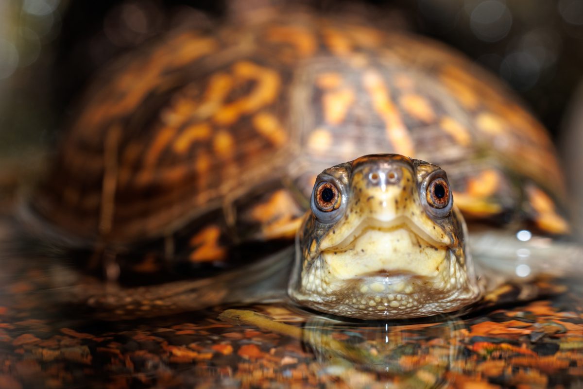 Eastern Box Turtle (Terrapene carolina carolina) in the Tennessee Aquarium's Turtles of the World gallery.