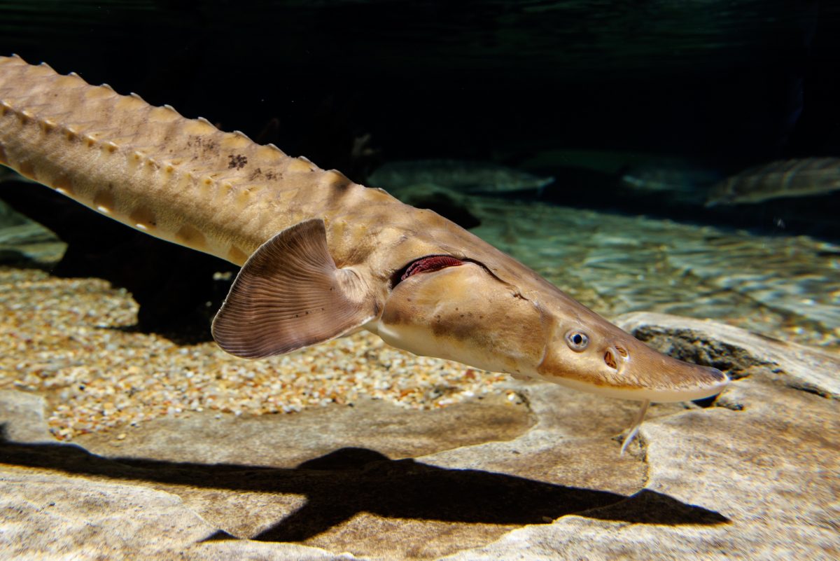 Lake Sturgeon fish