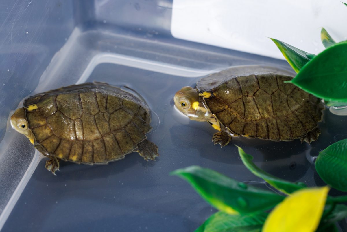 Two four-eyed turtle hatchlings