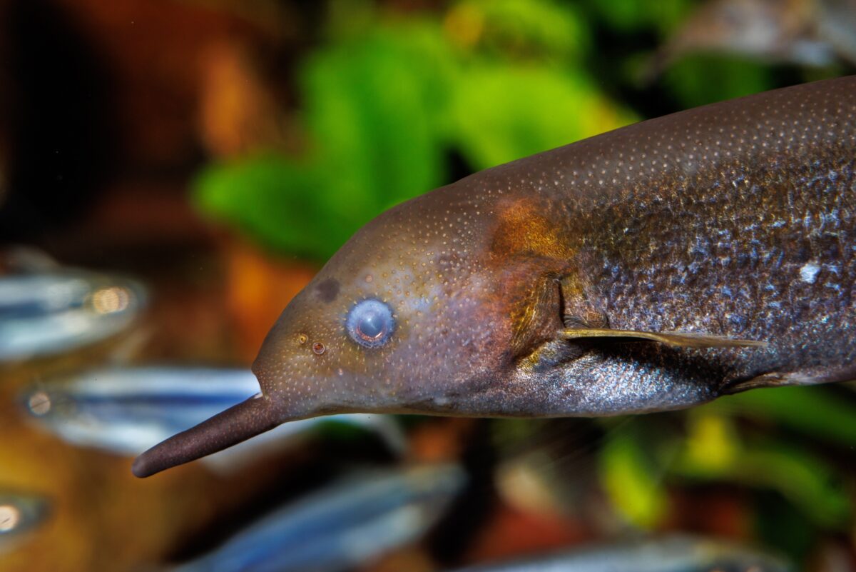 Elephantnose Fish (Gnathonemus petersii) in the Rivers of the World gallery at the Tennessee Aquarium