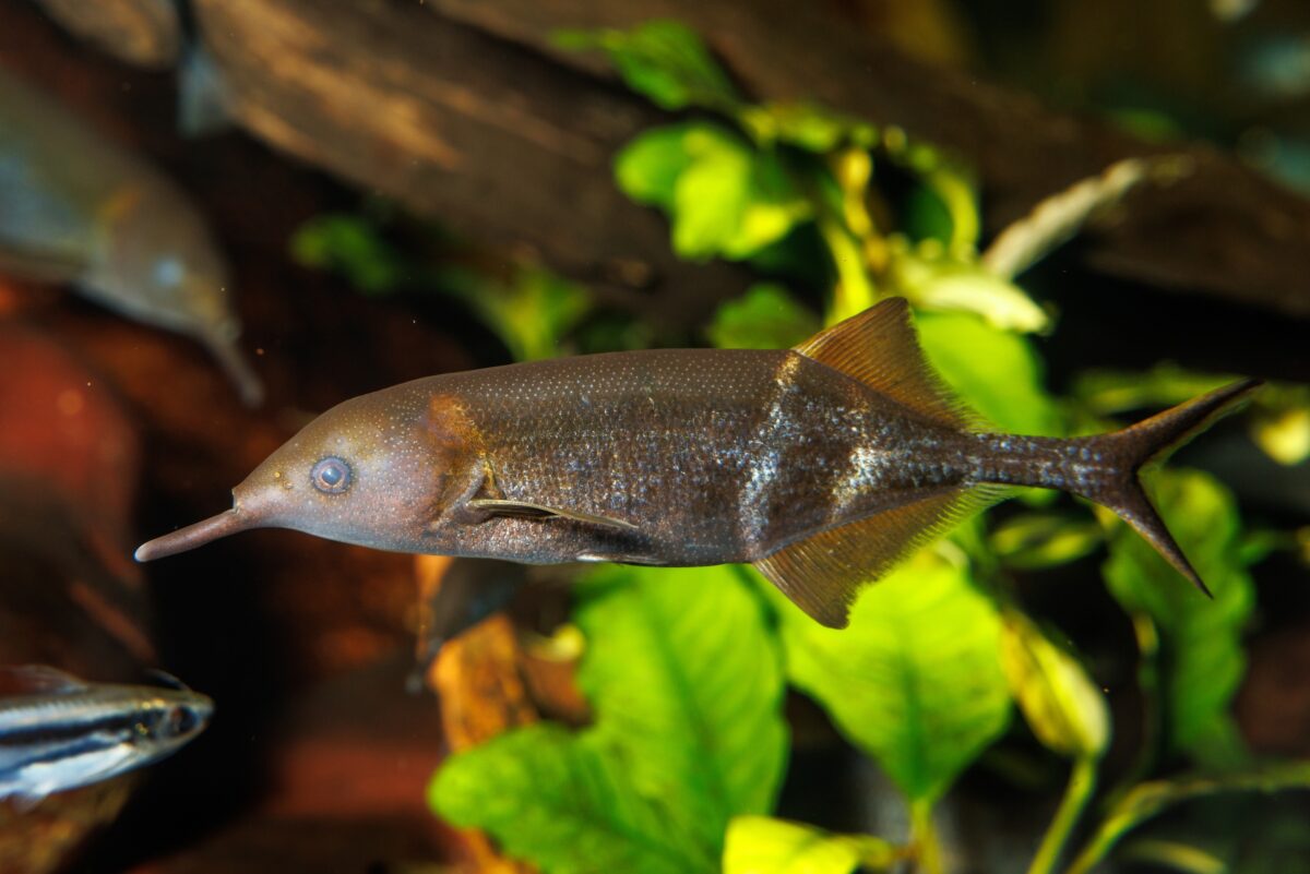 Elephantnose Fish (Gnathonemus petersii)