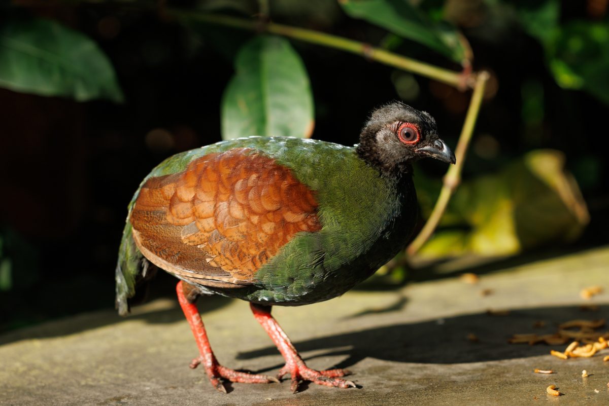 Crested Wood Partridge (Rollulus rouloul)