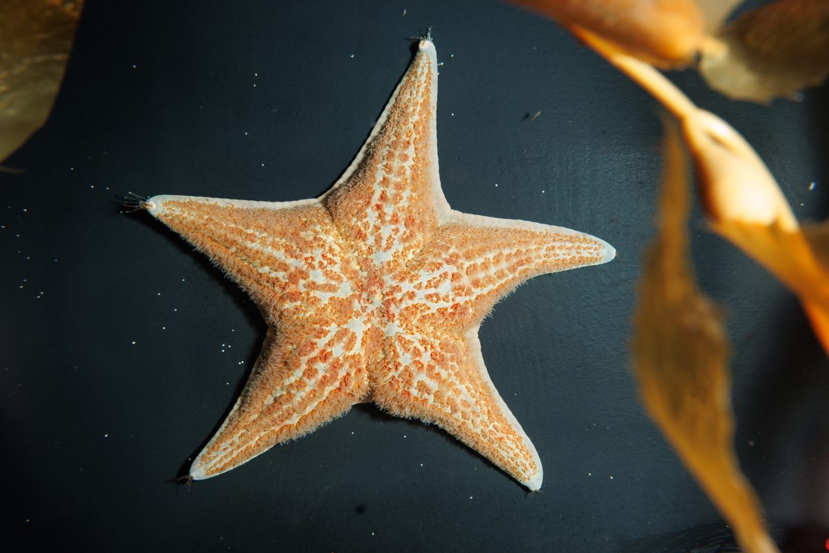 Leather Star (Dermasterias imbricata)