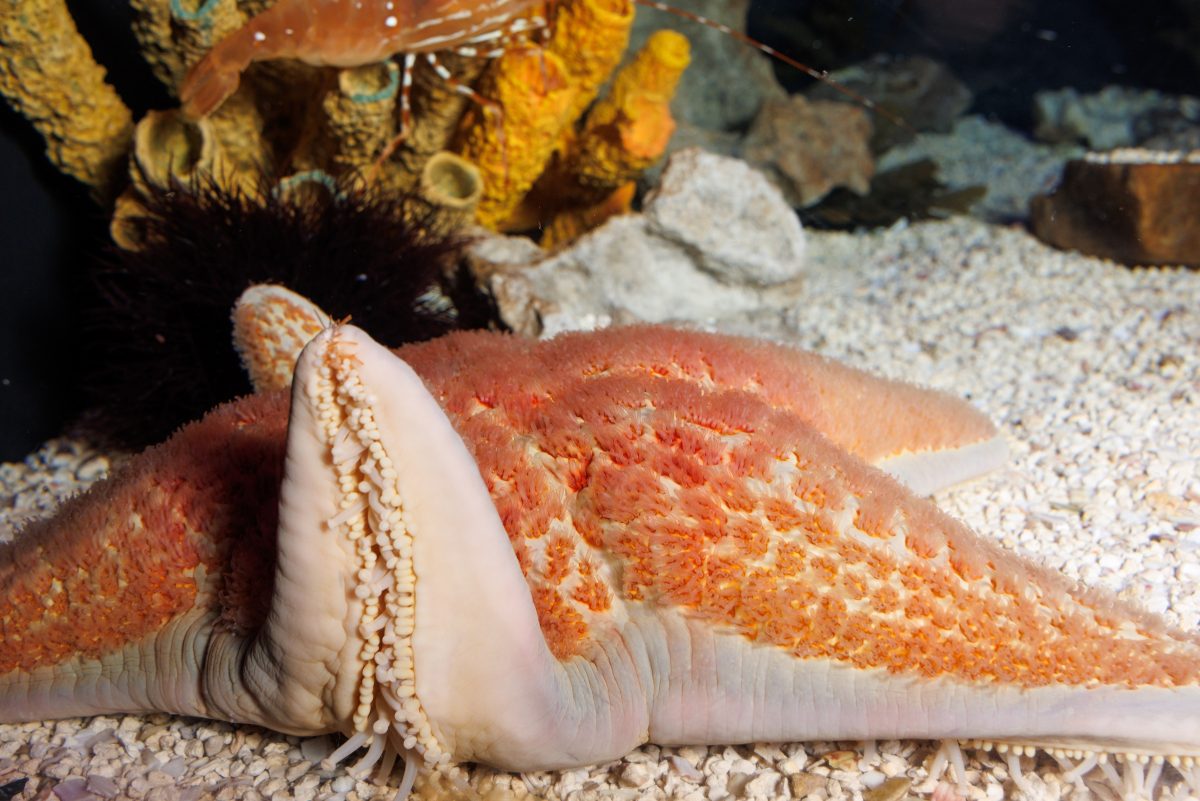 Image of a Leather Sea Star (Dermasterias imbricata) at the Tennessee Aquarium.