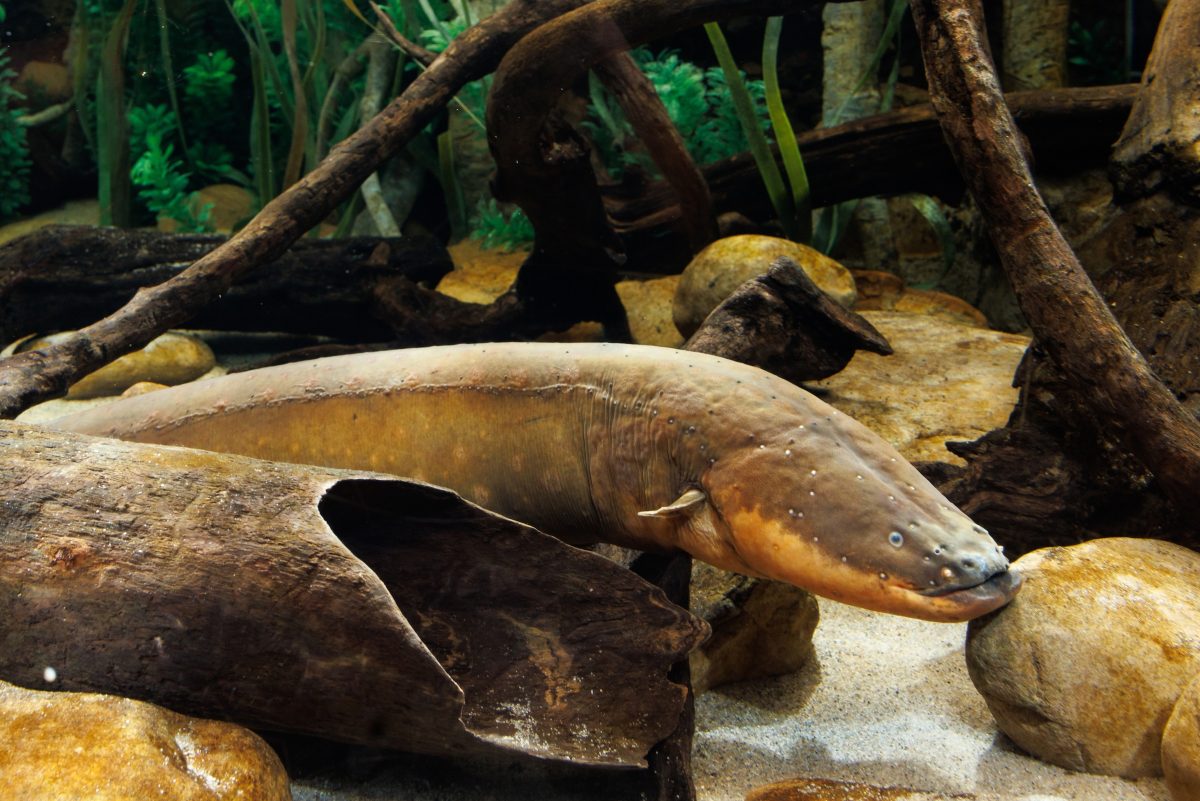 Miguel Wattson the Electric Eel (Electrophorus electricus)