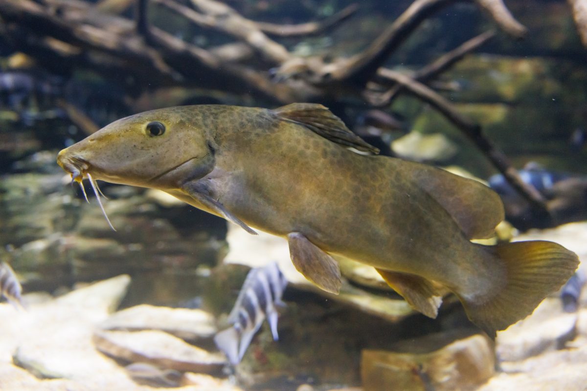 Bubu Catfish at the Tennessee Aquarium