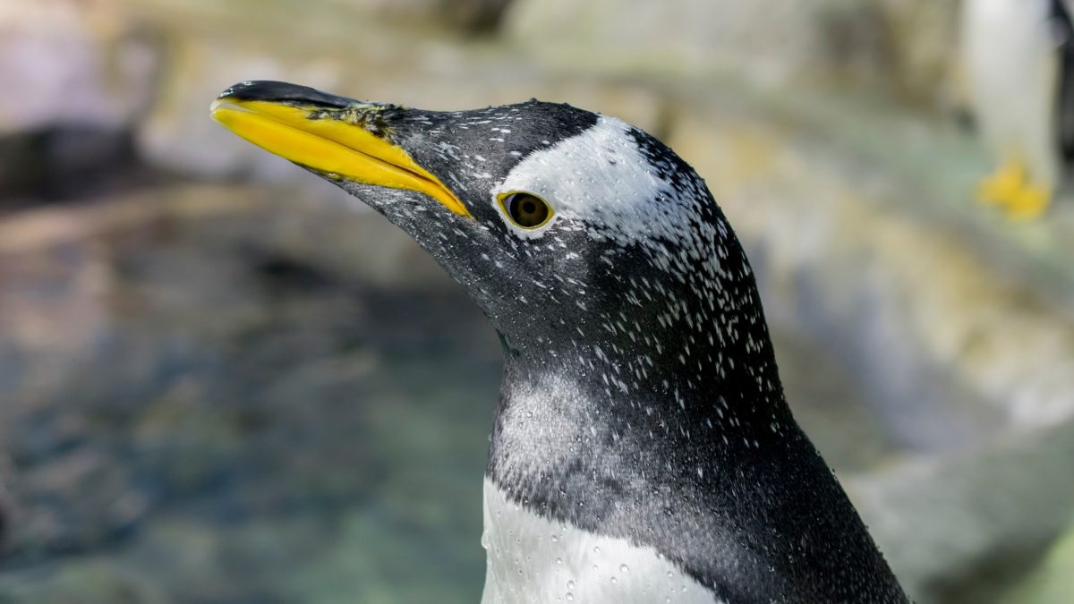 Gentoo penguin profile close up