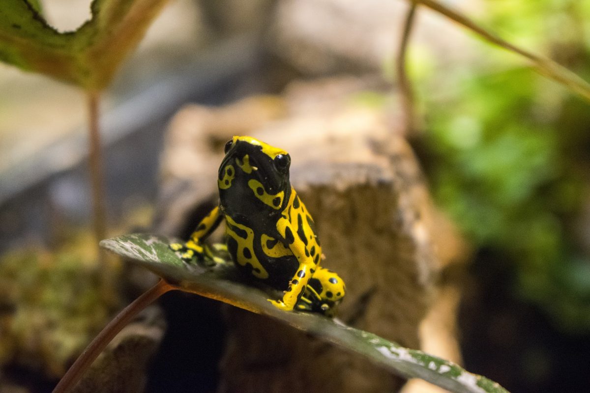 Yellow-Banded Poison Dart Frog · Tennessee Aquarium