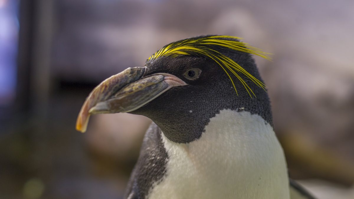 Macaroni penguin close up