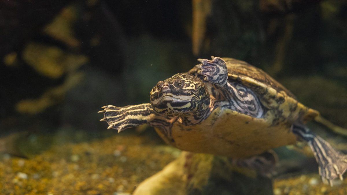 Barbour's Map Turtle 1