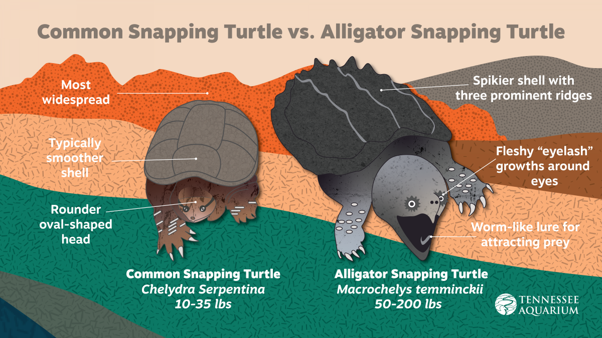 alligator snapping turtle vs common snapping turtle baby