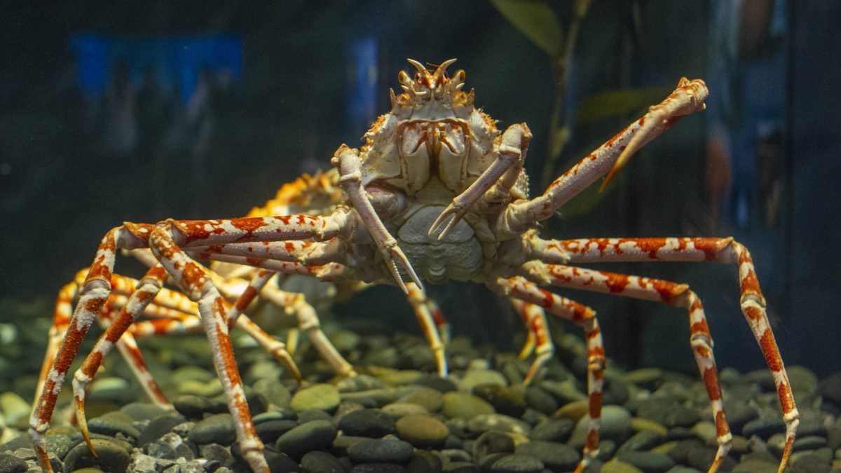 Giant Japanese Spider Crab · Tennessee Aquarium