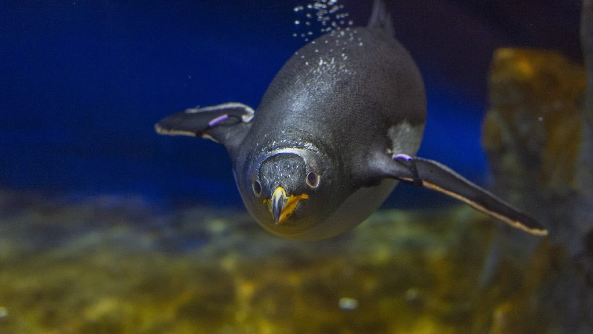 Gentoo Penguin swimming