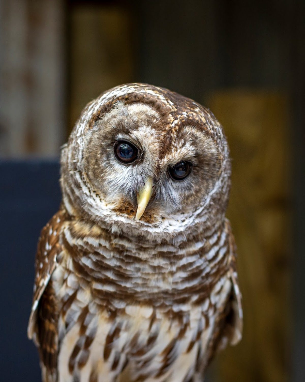 Barred Owl front view