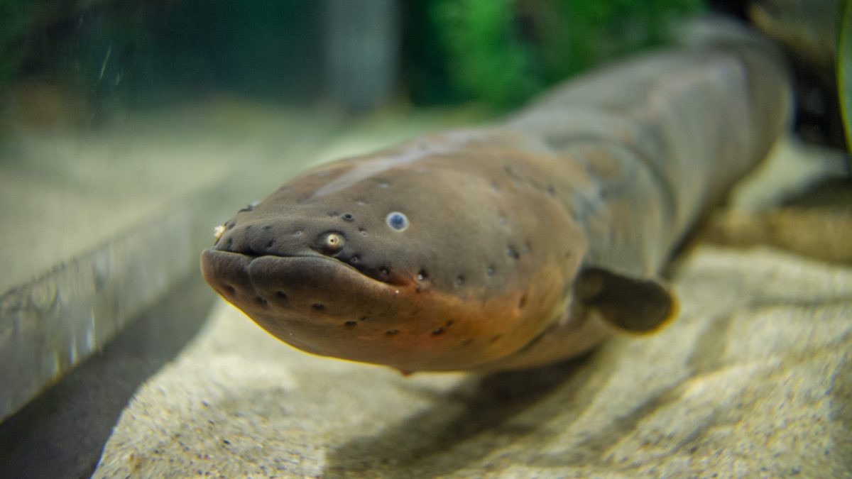 Electric Eel · Tennessee Aquarium