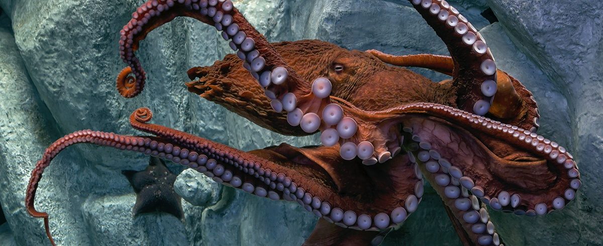 Giant_Pacific_Octopus_1200