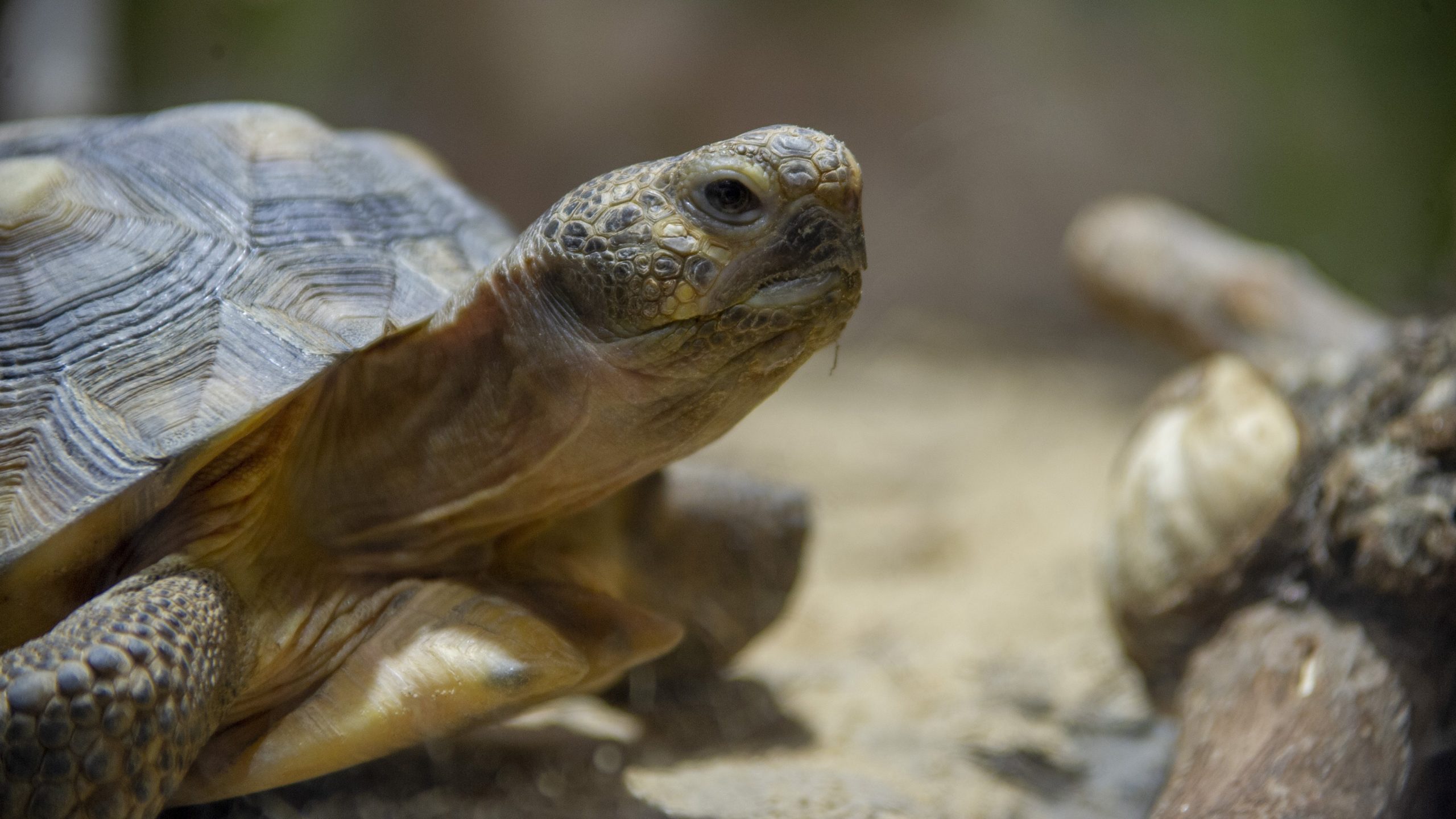 Gopher Tortoise · Tennessee Aquarium