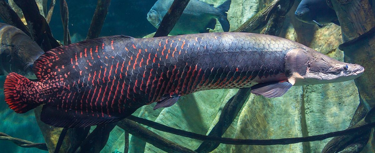 ID_Arapaima_1200x490-1200x0-c-default.jp