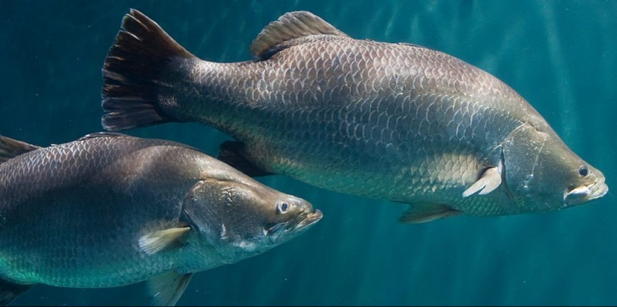  Barramundi   Tennessee Aquarium