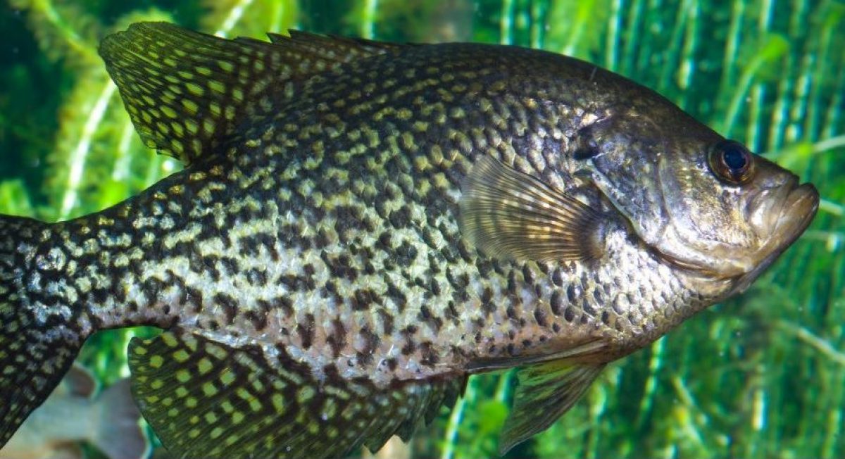 Black Crappie · Tennessee Aquarium