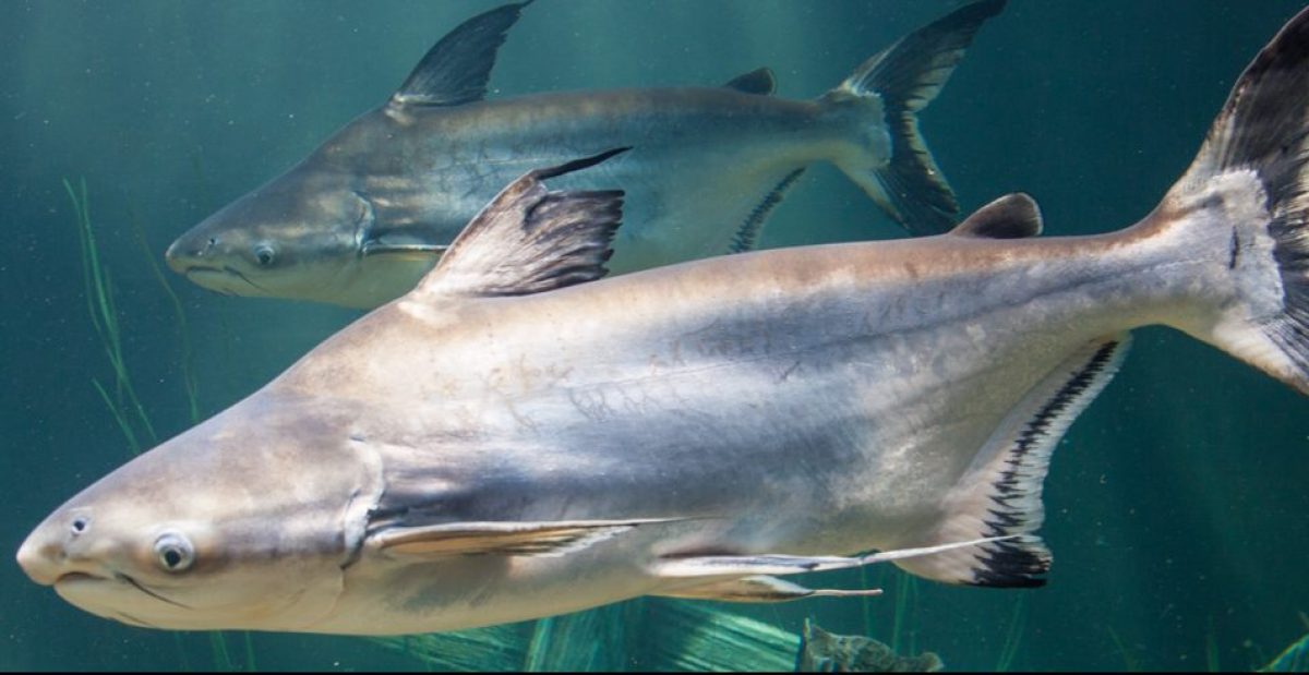 tropical shark catfish