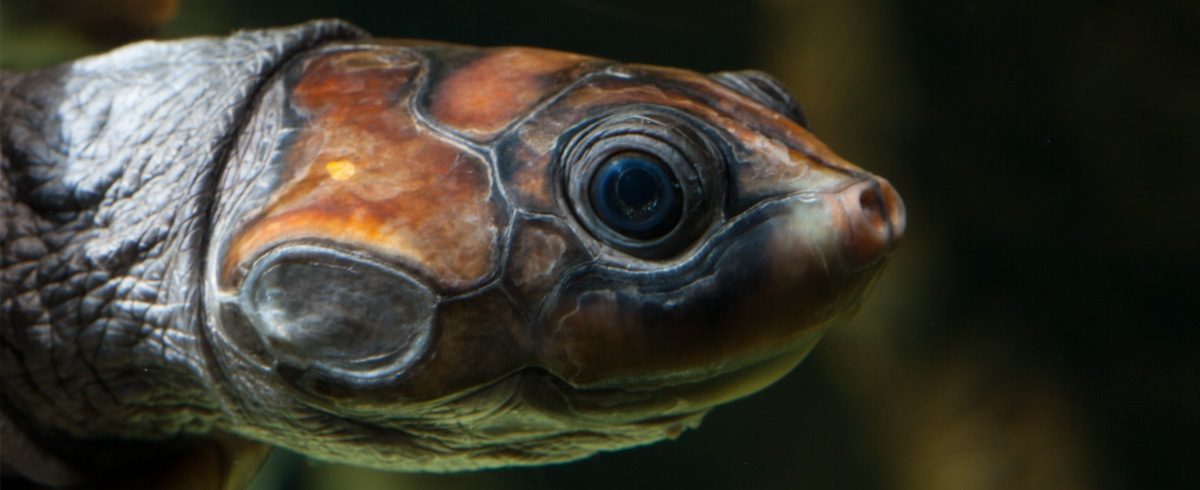 Red-headed Amazon Turtle · Tennessee Aquarium, 60% OFF