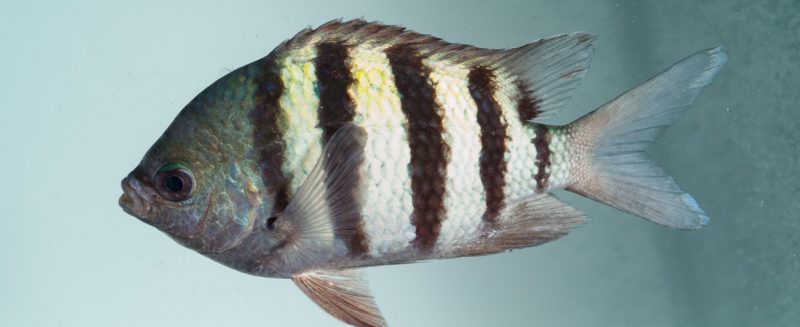 African Tiger Fish · Tennessee Aquarium