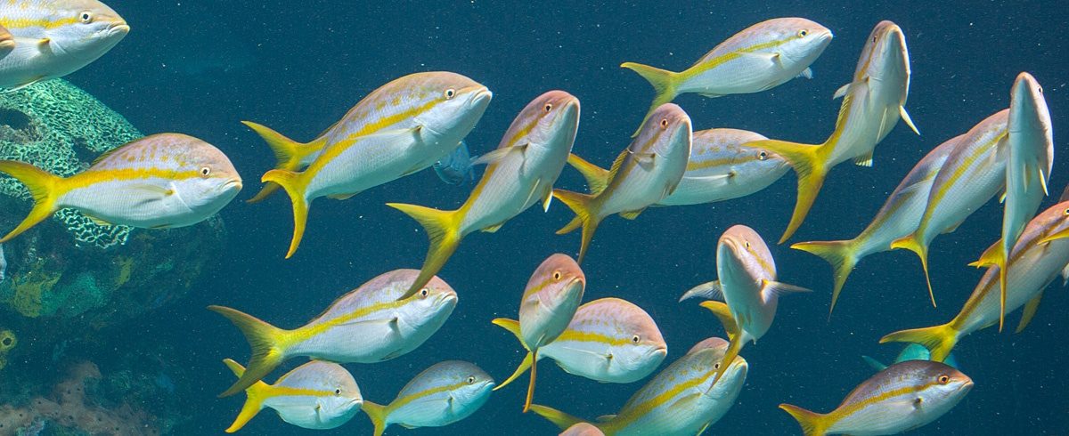 Fish near me. Yellowtail Snapper. Желтохвостый СНЕППЕР. Животные птицы рыбы карибских островов. Желтопёрка рыба.