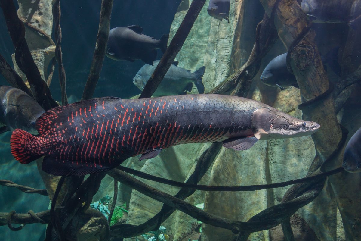 Arapaima, a large fish with a black body and red near the end of its tail, at the Tennessee Aquarium River Giants exhibit