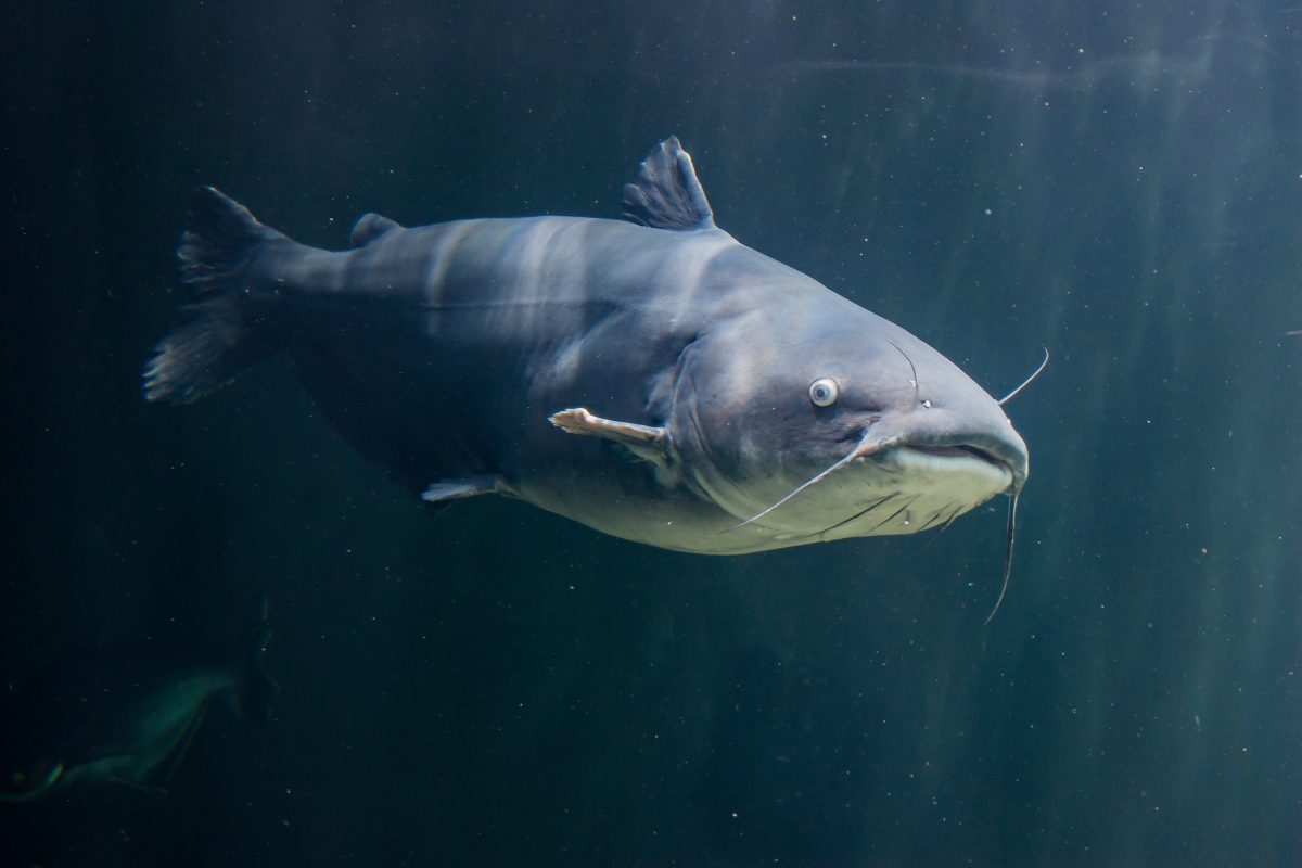 Blue catfish