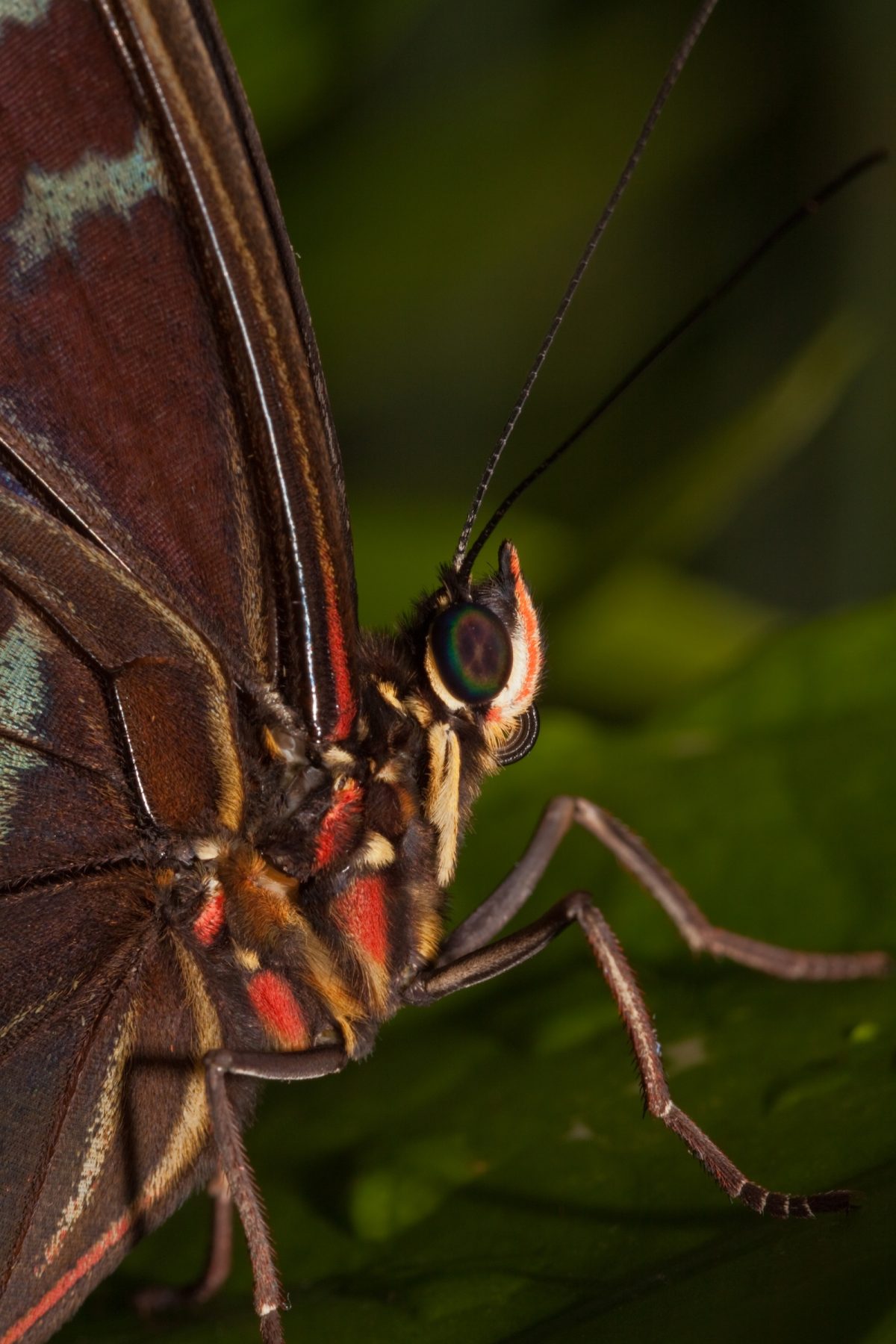 Blue Morpho butterfly at the Tennessee Aquarium