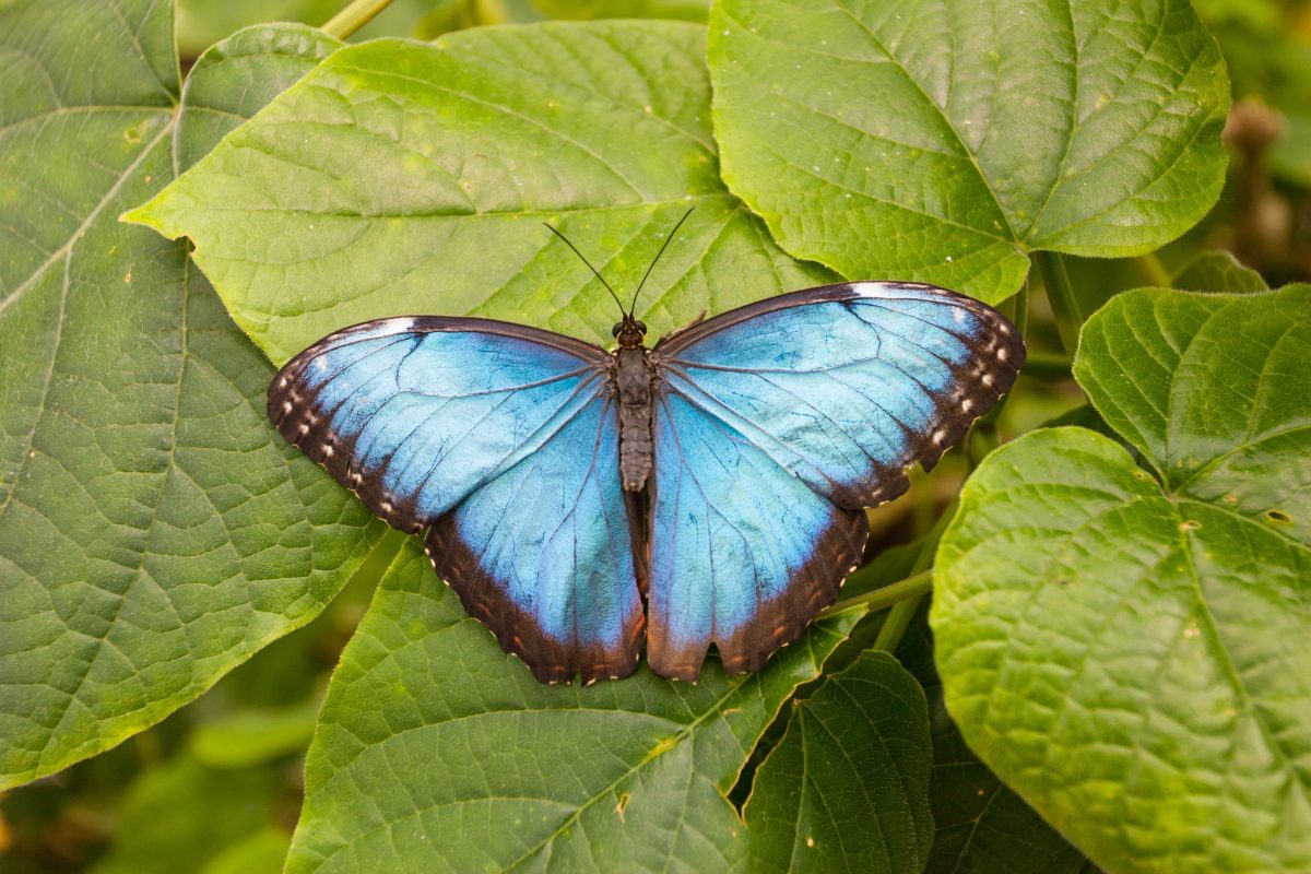 Blue Morpho Butterfly