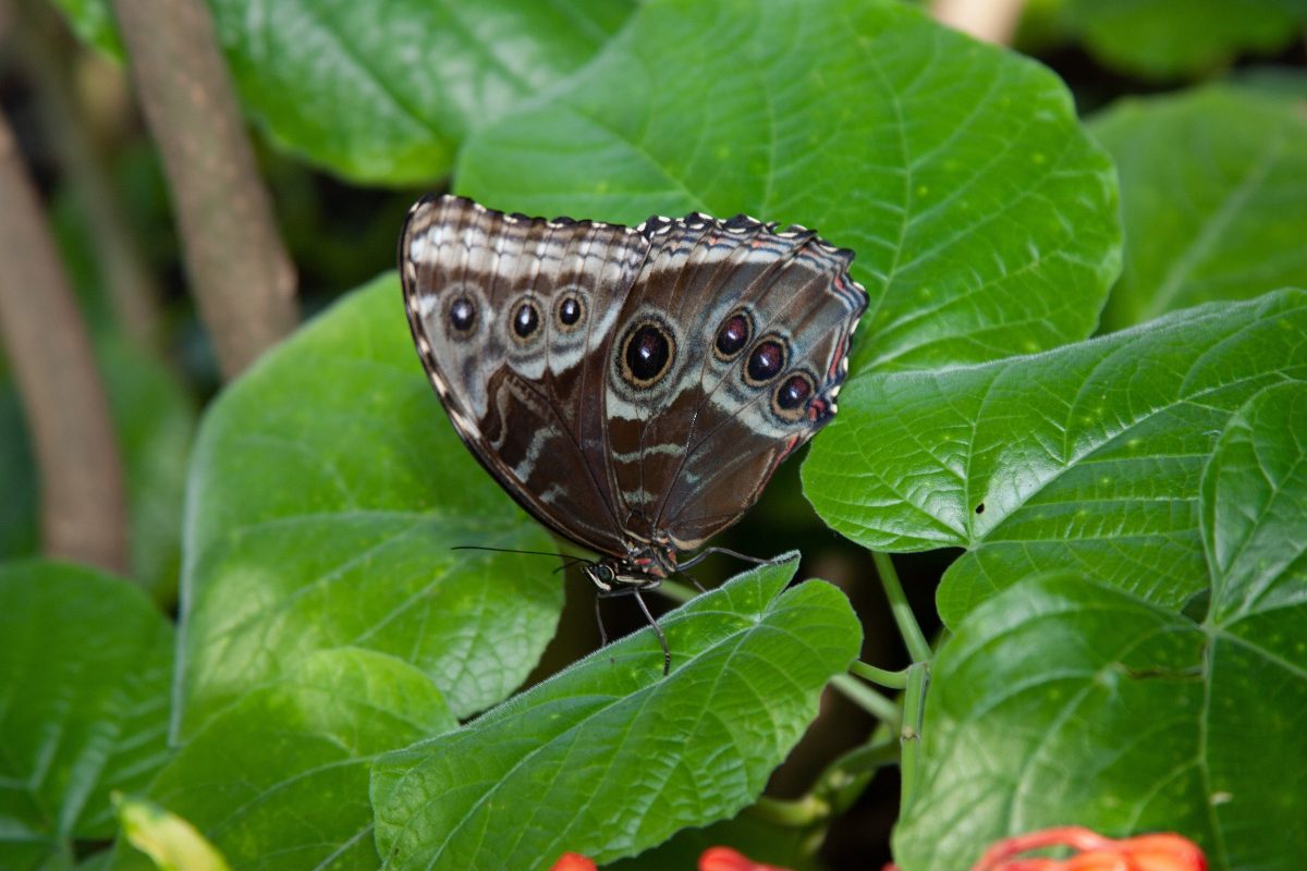 Blue Morpho butterfly at the Tennessee Aquarium