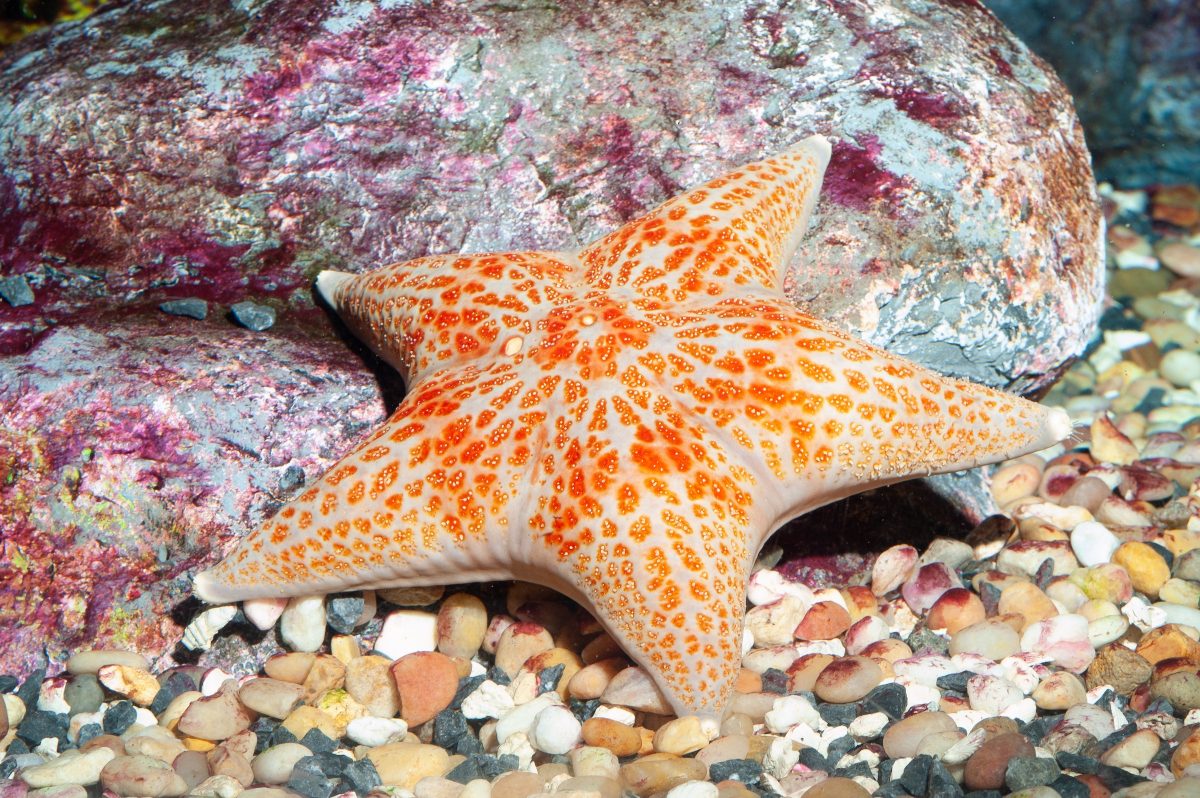 Image of a Leather Sea Star (Dermasterias imbricata) at the Tennessee Aquarium.