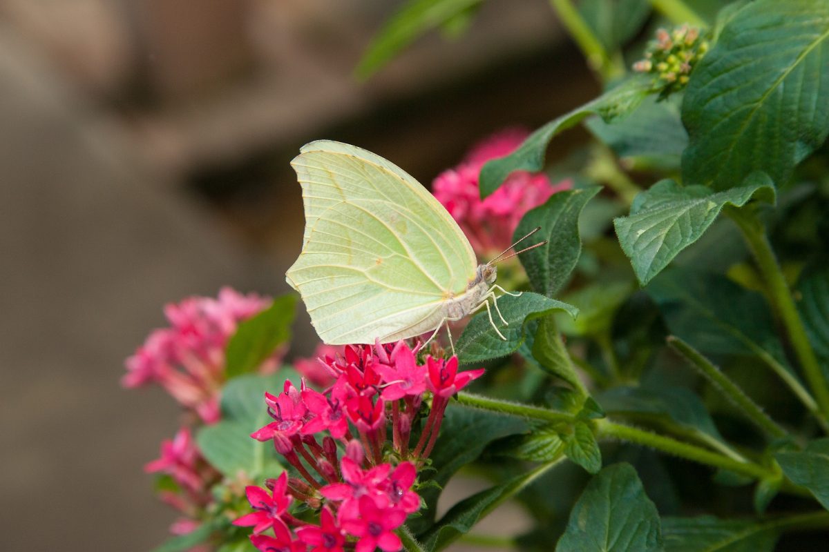 White Angled Sulphur