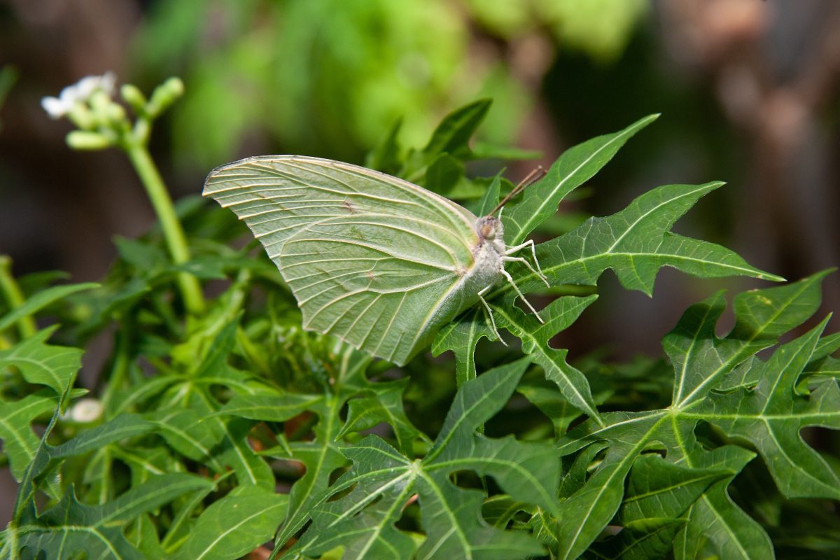 Image of a White Angled Sulphur on a leaf at the Tennessee Aquarium.