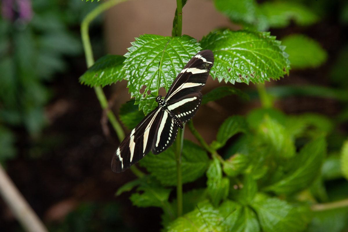 A Heliconius charithonia, or Zebra Longwing Butterfly, in the Tennessee Aquarium's Butterfly Garden.