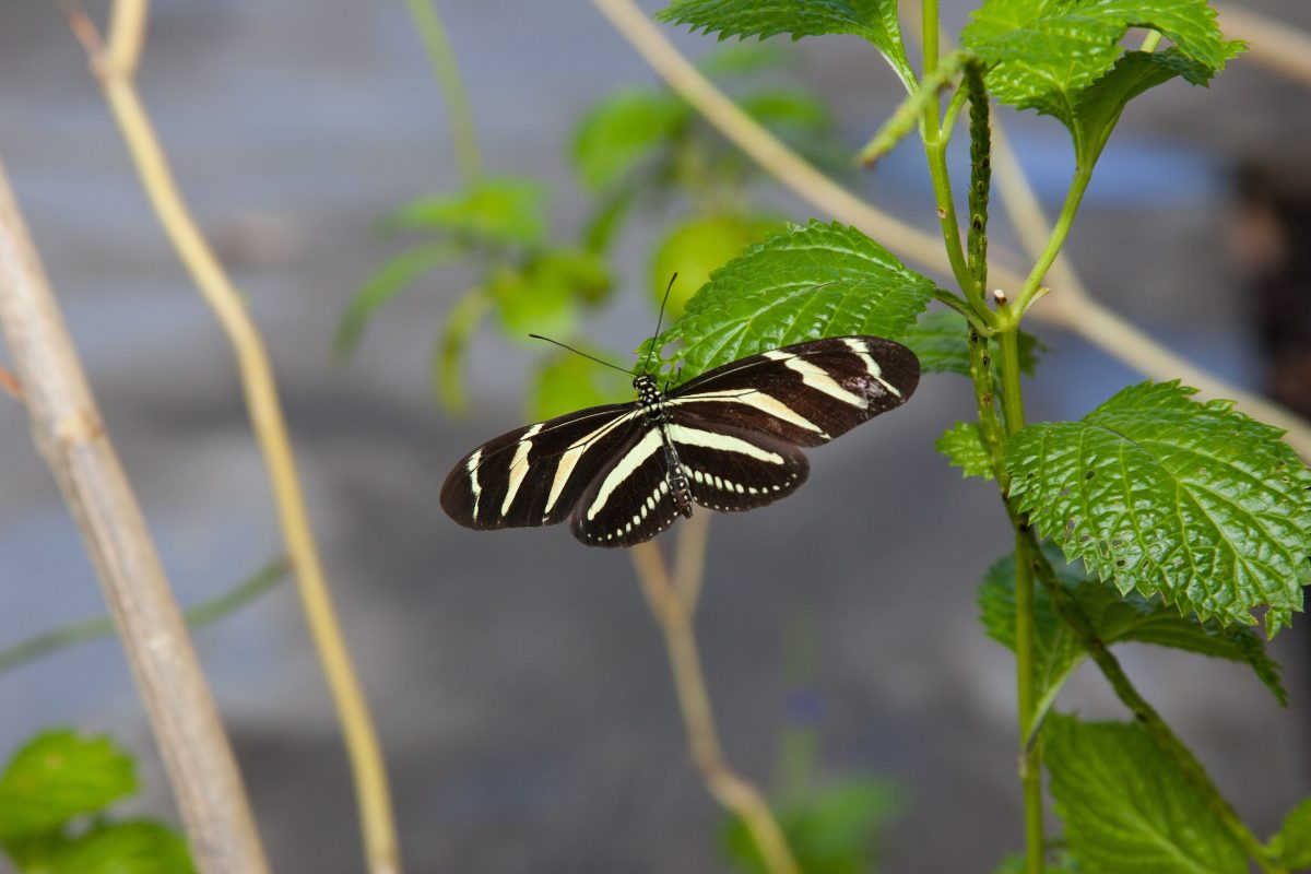 Zebra Longwing