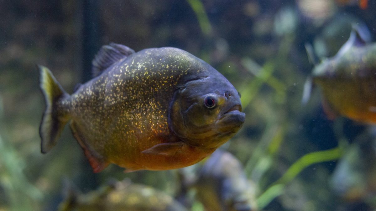 Red-bellied Piranha 1
