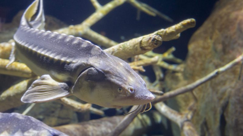 African Tiger Fish · Tennessee Aquarium