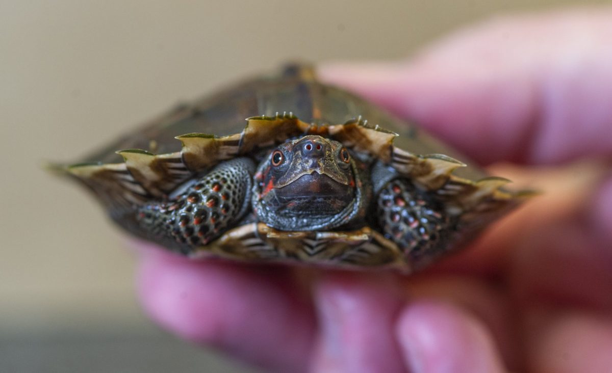 Spiny Turtle