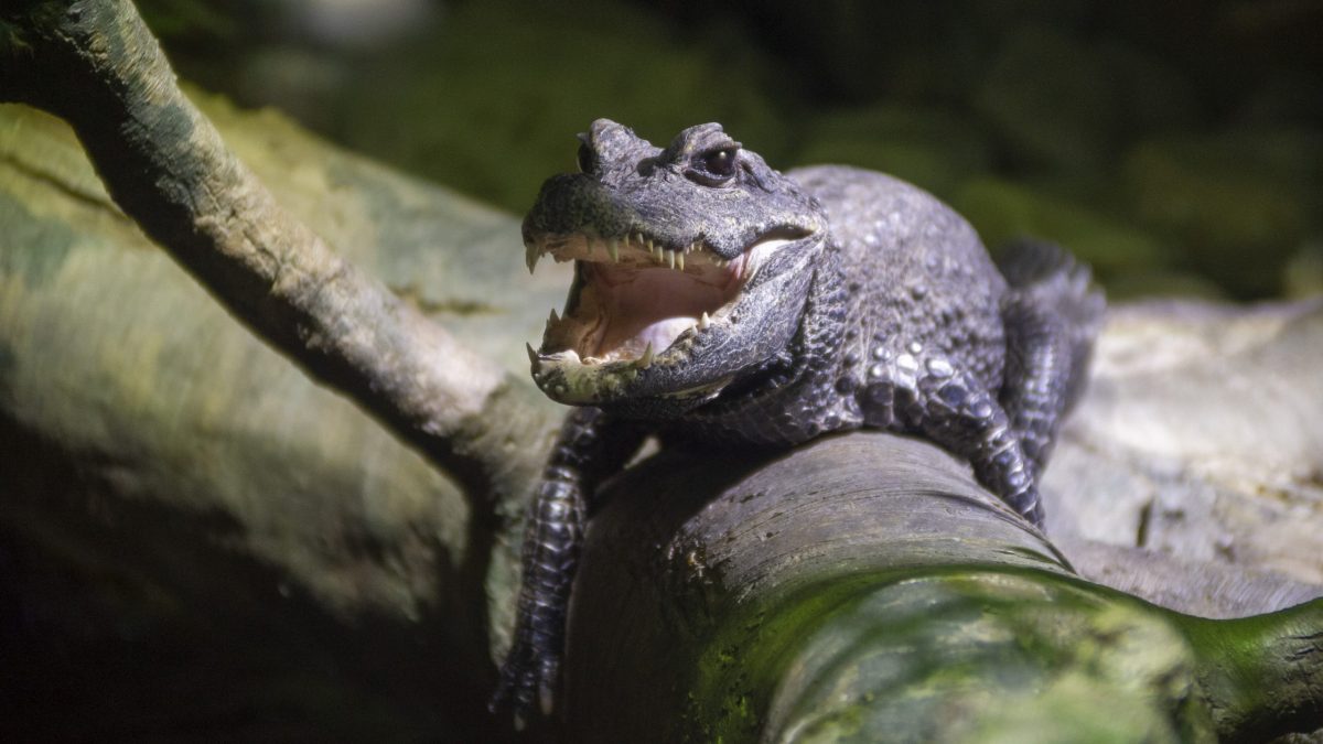 West African Dwarf Crocodile 2