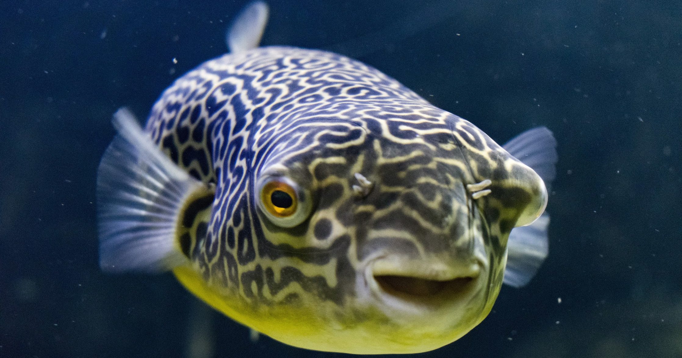 Freshwater puffer fish store food