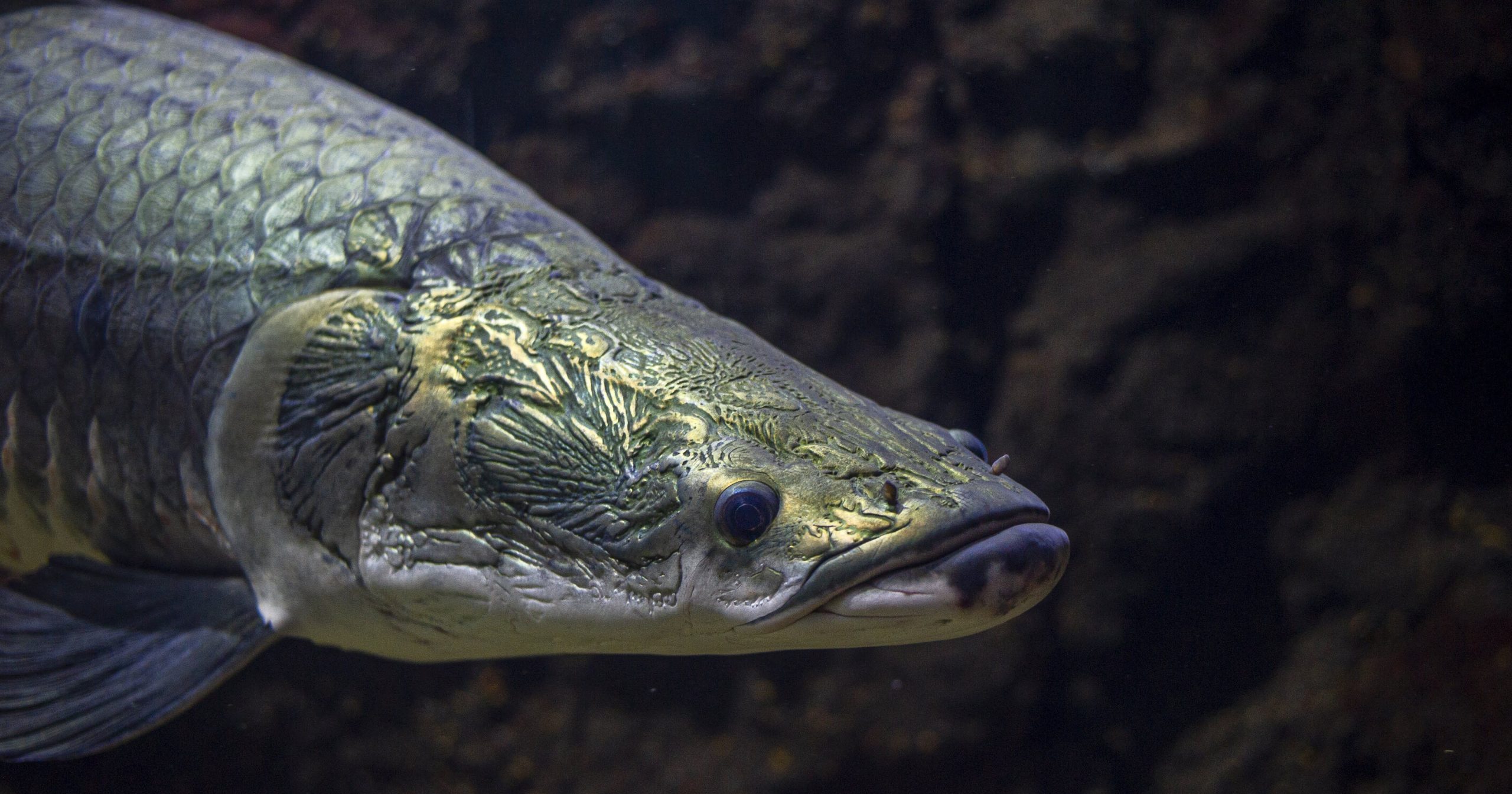 Arapaima Fish Aquarium