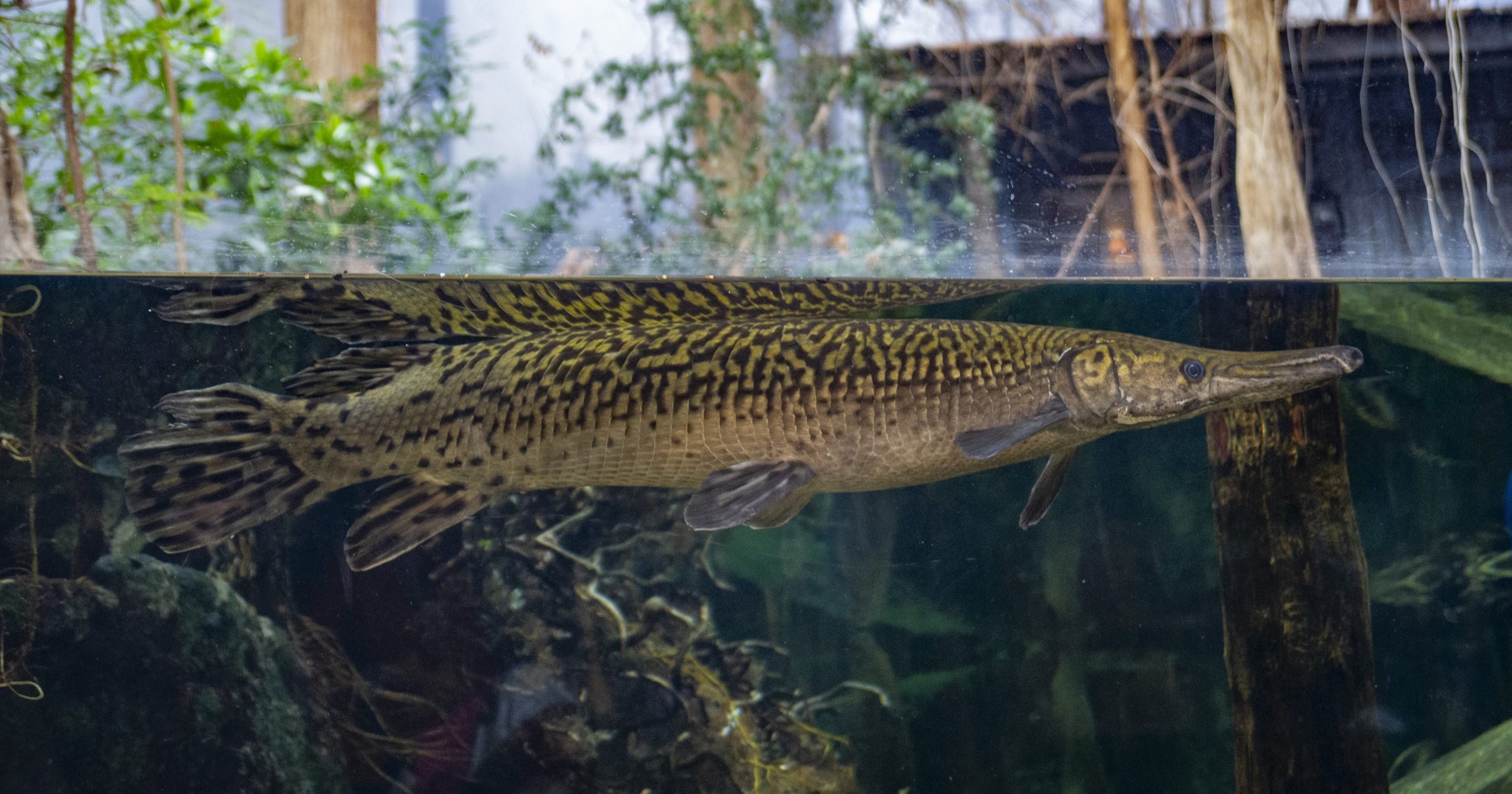 longest alligator gar