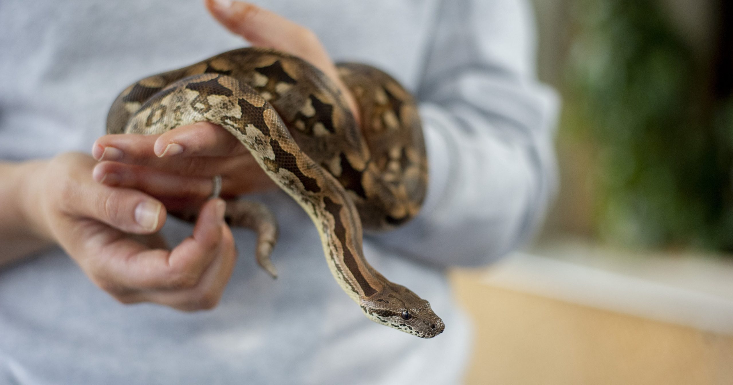 Ball Python · Tennessee Aquarium