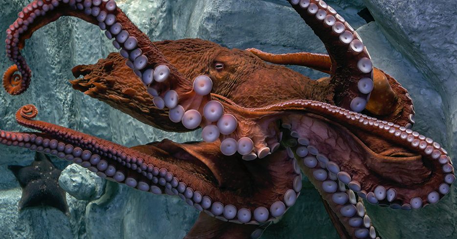 cropped Giant Pacific Octopus 1200