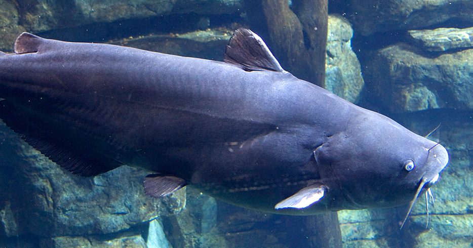 Blue Catfish · Tennessee Aquarium