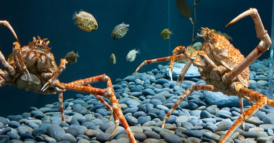 Giant Japanese Spider Crab Tennessee Aquarium