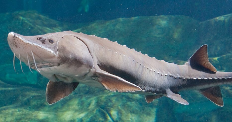 Lake Sturgeon · Tennessee Aquarium